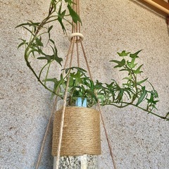 観葉植物　へデラ(アイビー　アイリッシュレース)と木製ハンガー　の画像