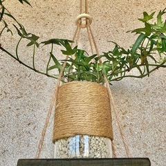 観葉植物　へデラ(アイビー　アイリッシュレース)と木製ハンガー　の画像