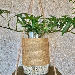 観葉植物　へデラ(アイビー　アイリッシュレース)と木製ハンガー　の画像