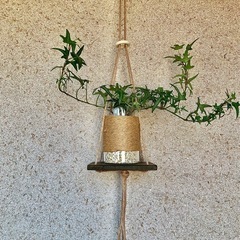 観葉植物　へデラ(アイビー　アイリッシュレース)と木製ハンガー　の画像