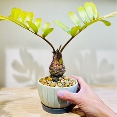 珍種！メキシコザミア！大ぶり美型！独特なフォルム！陶器鉢付！オシャレ観葉植物の画像