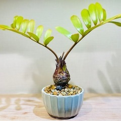 珍種！メキシコザミア！大ぶり美型！独特なフォルム！陶器鉢付！オシャレ観葉植物の画像