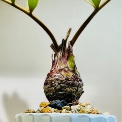 珍種！メキシコザミア！大ぶり美型！独特なフォルム！陶器鉢付！オシャレ観葉植物の画像