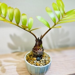 珍種！メキシコザミア！大ぶり美型！独特なフォルム！陶器鉢付！オシャレ観葉植物の画像