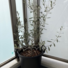 オリーブの木の画像