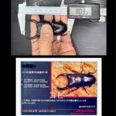 [国産オオクワガタNO:186]YG871系統  80ミリ:♀2匹トリオ  の画像