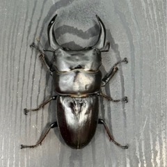 [国産オオクワガタNO:186]YG871系統  80ミリ:♀2匹トリオ  の画像