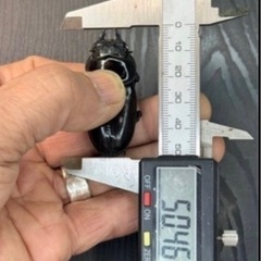 [国産オオクワガタNO:186]YG871系統  80ミリ:♀2匹トリオ  の画像