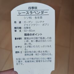 600円　四季咲き　レースラベンダー　3号ポット苗　ハーブの画像
