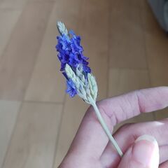 600円　四季咲き　レースラベンダー　3号ポット苗　ハーブの画像