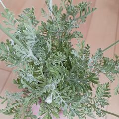 600円　四季咲き　レースラベンダー　3号ポット苗　ハーブの画像