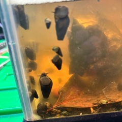 カワニナ10匹200円よりの画像