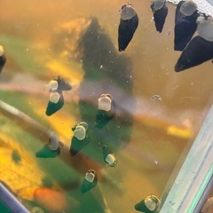 カワニナ10匹200円よりの画像