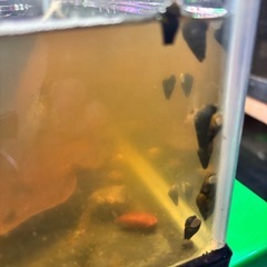 カワニナ10匹200円よりの画像