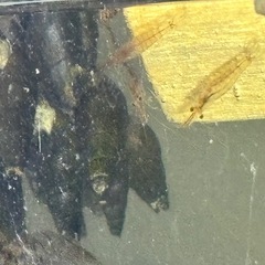 カワニナ10匹200円よりの画像