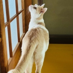 🎀 抱っこが好き♡ミルクティー色はなちゃん(*´꒳`*))