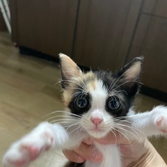 【お話し中】3ヶ月の三毛猫