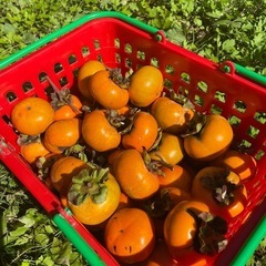 柿　一個20円の画像