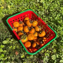 柿　一個20円の画像