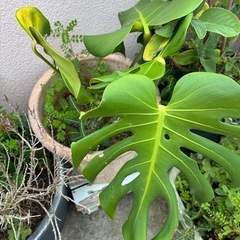 モンステラの画像