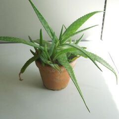 アロエ・サポナリア 素焼き鉢入りの画像