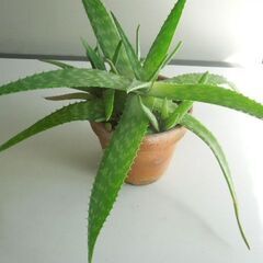 アロエ・サポナリア 素焼き鉢入りの画像