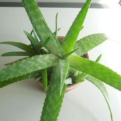 アロエ・サポナリア 素焼き鉢入りの画像