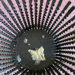 ★アイアンのろうそくスタンド★の画像