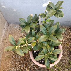 鉢植え　キンモクセイ　金木犀　庭木　差し上げます　受け渡し予定者様決まりましたの画像