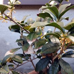 鉢植え　キンモクセイ　金木犀　庭木　差し上げます　受け渡し予定者様決まりましたの画像