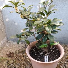 鉢植え　キンモクセイ　金木犀　庭木　差し上げます　受け渡し予定者様決まりましたの画像