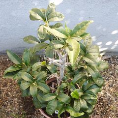 鉢植え　ギンモクセイ　銀木犀　庭木　差し上げます　受け渡し予定者様決まりましたの画像