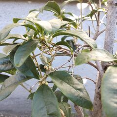 鉢植え　ギンモクセイ　銀木犀　庭木　差し上げます　受け渡し予定者様決まりましたの画像