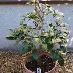 鉢植え　ギンモクセイ　銀木犀　庭木　差し上げます　受け渡し予定者様決まりましたの画像