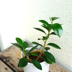 ガジュマル　観葉植物の画像