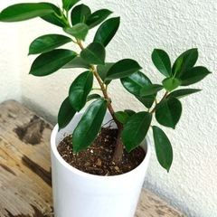 ガジュマル　観葉植物の画像