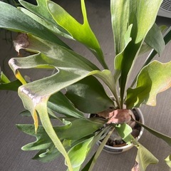 コウモリラン　観葉植物
の画像