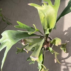 コウモリラン　観葉植物
の画像