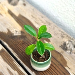 ミニ盆栽 ガジュマル 観葉植物の画像