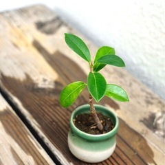 ミニ盆栽 ガジュマル 観葉植物の画像