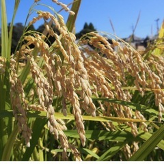 2025🌾ヒノヒカリ🌾玄米30キロ🌾の画像