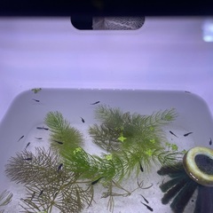 メダカ、オロチ、琥珀ラメとミユキミックスの画像