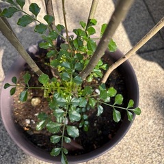 観葉植物シマトネリコの画像