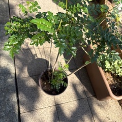 観葉植物シマトネリコの画像