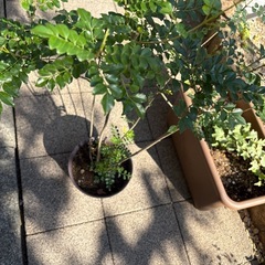 観葉植物シマトネリコの画像