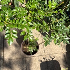 観葉植物シマトネリコの画像