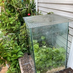 ウォーターコイン（水草）の画像