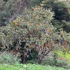 柿｡ﾟ(ﾟ´ω`ﾟ)ﾟ｡ 収穫したて！！の画像