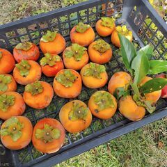 甘柿【富有柿】の画像