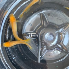 【メダカ屋のんの】パーティードレス1匹の画像